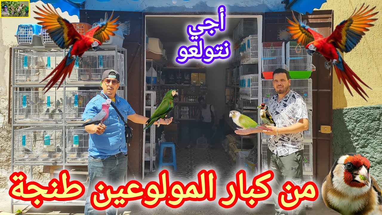زيارة عند أكبر مولوع في مدينة طنجة أثمنة الطيور جد مناسبة عبد العالي تاوناتي ✅✌️
