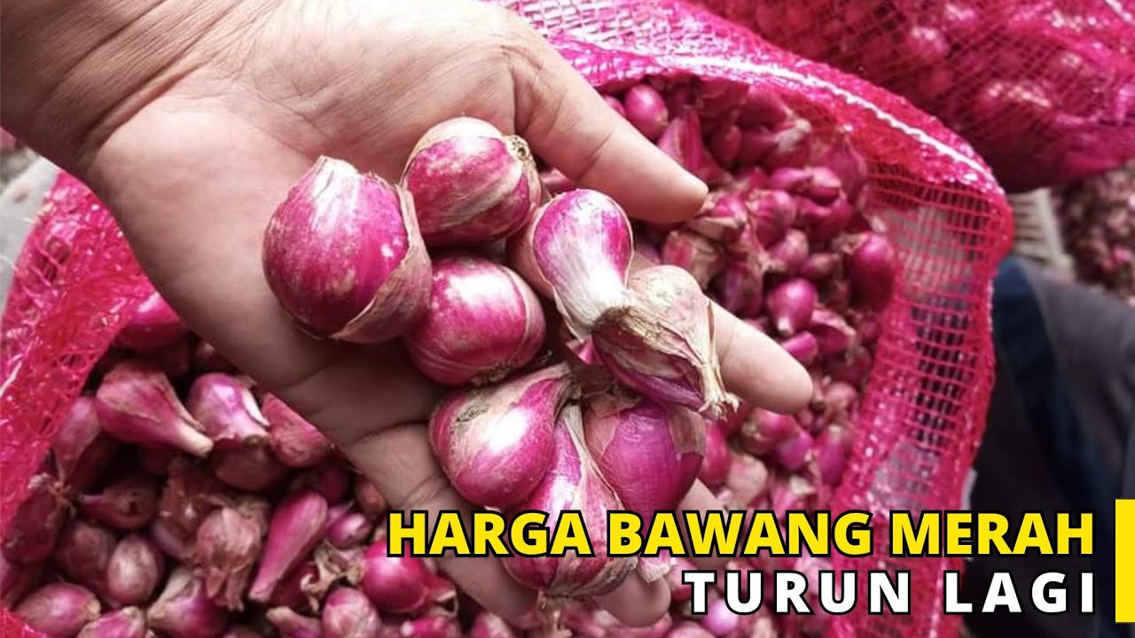 Pasokan Melimpah!!! Harga Bawang Merah Hari Ini Turun