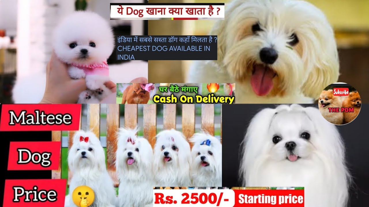 How to buy cute Maltese Dog| Maltese Dog chipest price in india 🇮🇳Maltese Dog |Full Details in Hindi
