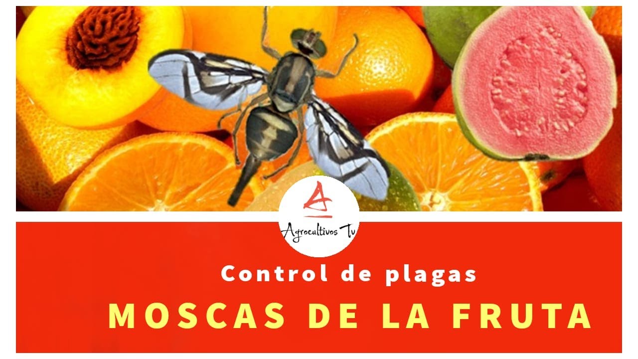 MANEJO INTEGRADO DE MOSCAS DE LA FRUTA