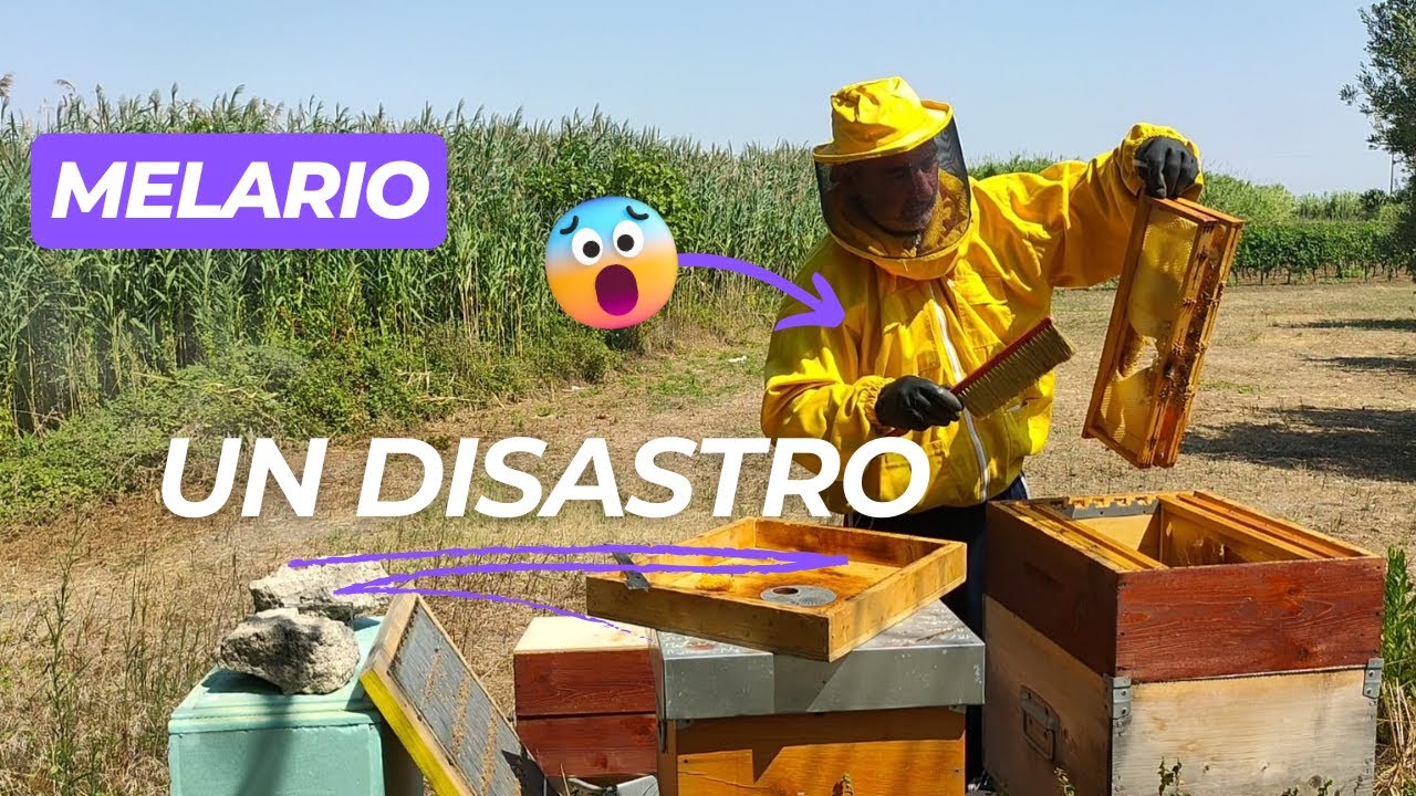 Apicoltura - COLLASSO DI UN MELARIO