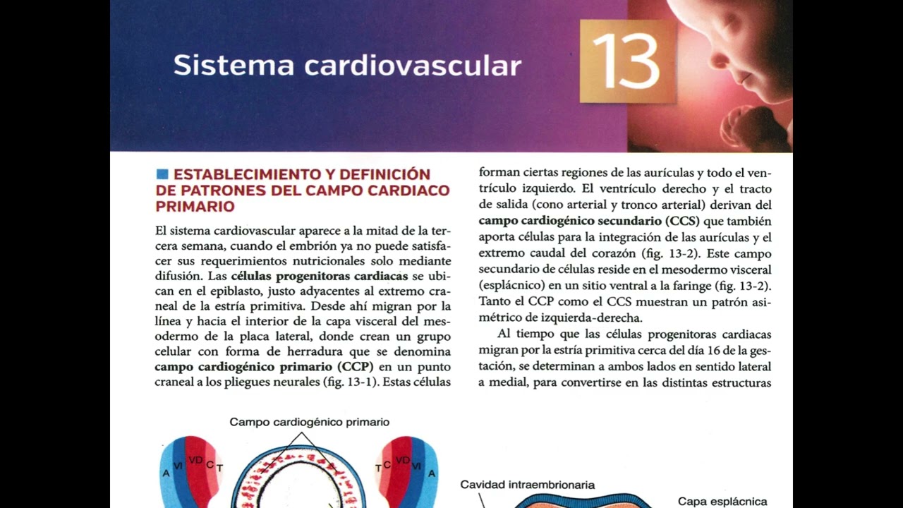 Podcast: Resumen Capítulo 13 – Sistema Cardiovascular | Langman 15ª Ed.