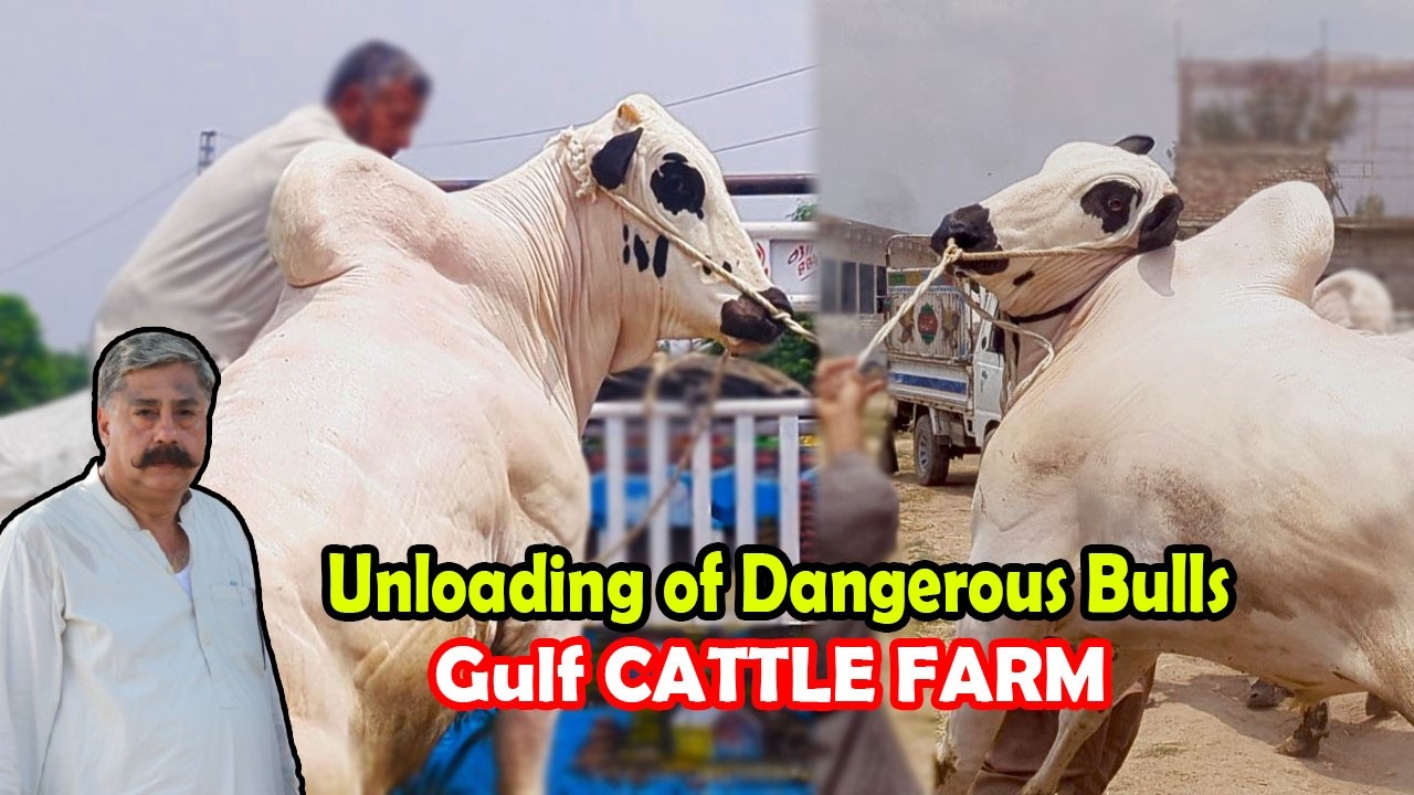 Unloading of Dangerous Fateh jangi Bulls | Gulf Cattle Farm | Shikra and 40 Lakhiya