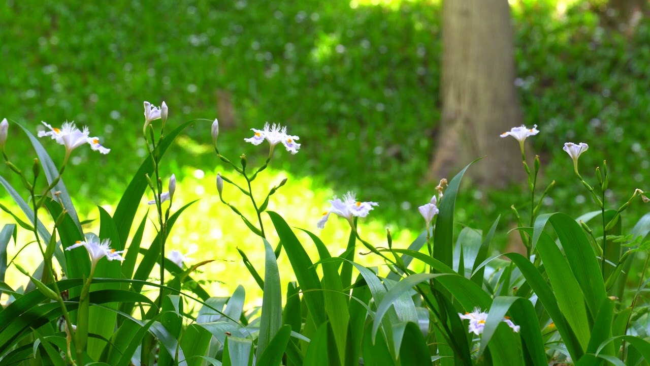 シャガの花