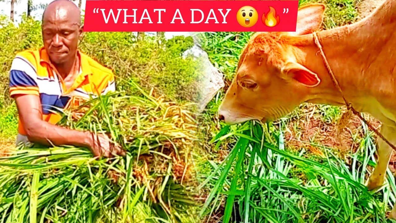 I Was Just Feeding My Animals… Then This Happened at My Sister’s Feast 😲🔥 