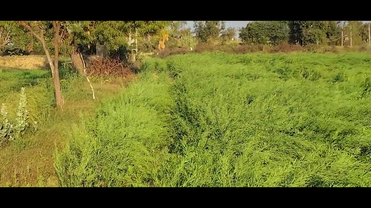 मेरा प्यारा खेत | Farmer Life #cow #viral #animals #shortsviral #farming #agriculturer #cowlover 