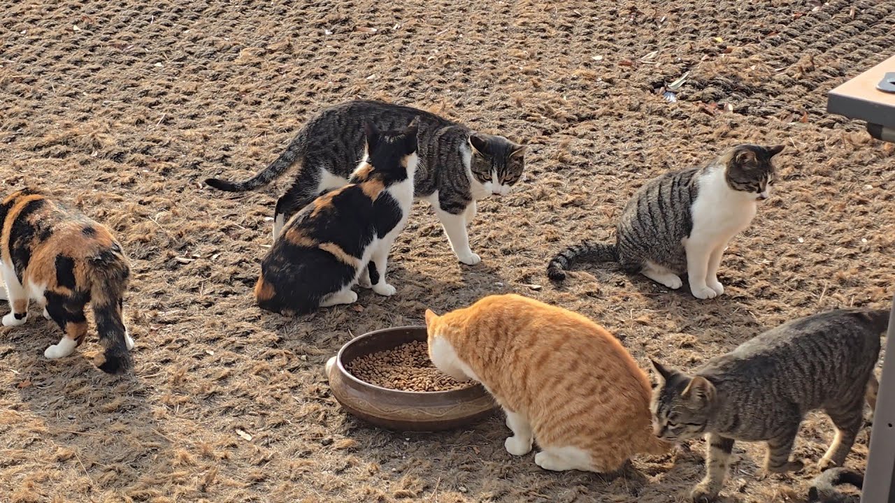 길냥이들 관찰 ~♡#길냥이구조 #고양이 #korea 