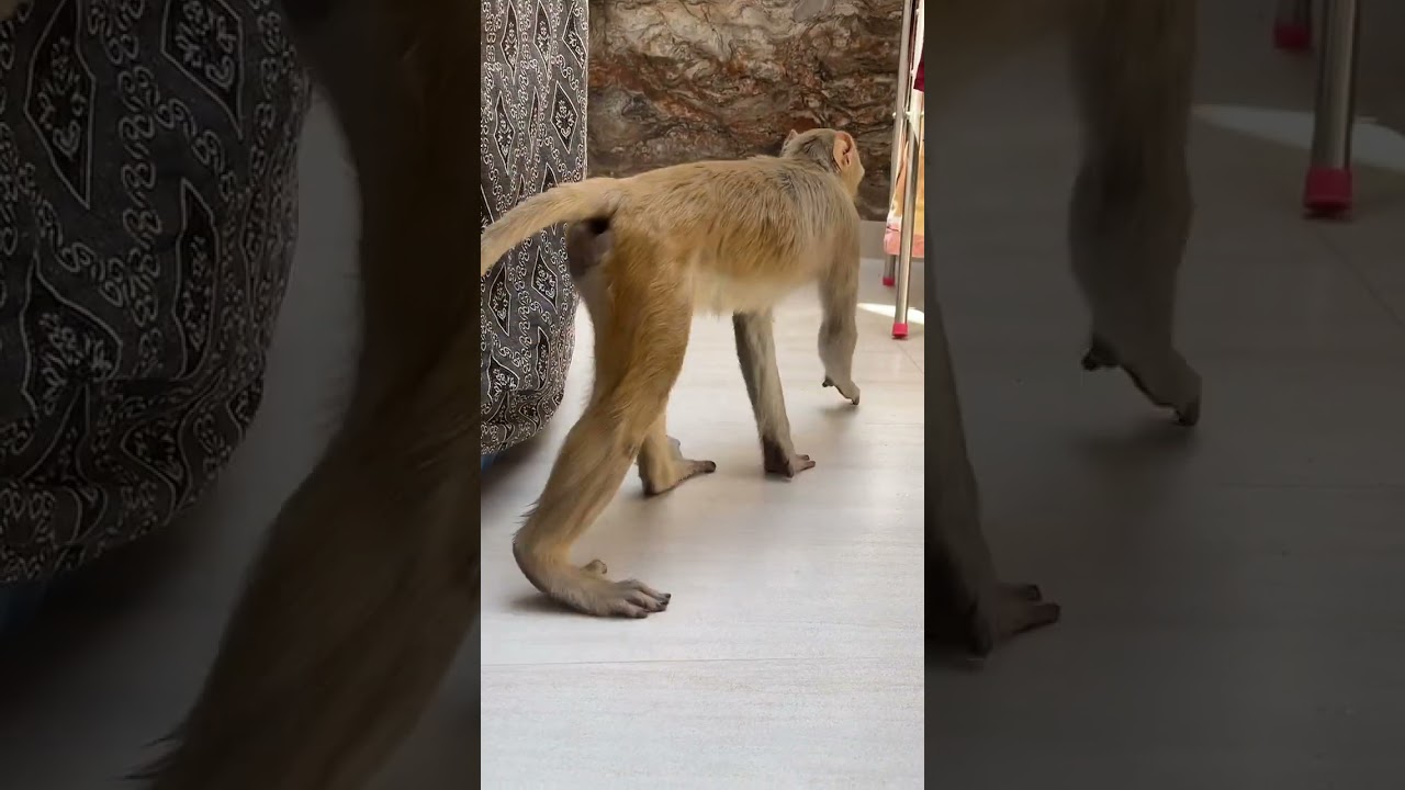 Banaras ke raja 😂😂 #banaras #varanasi #monkey #bandar #kashivishwanath #rulerofthearea