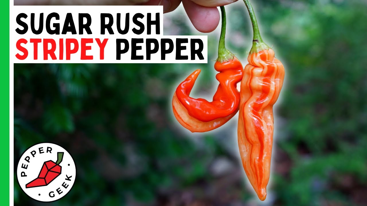 Перец «Sugar Rush Stripey» — самый ПОТРЯСАЮЩИЙ перец на свете? Pepper Geek