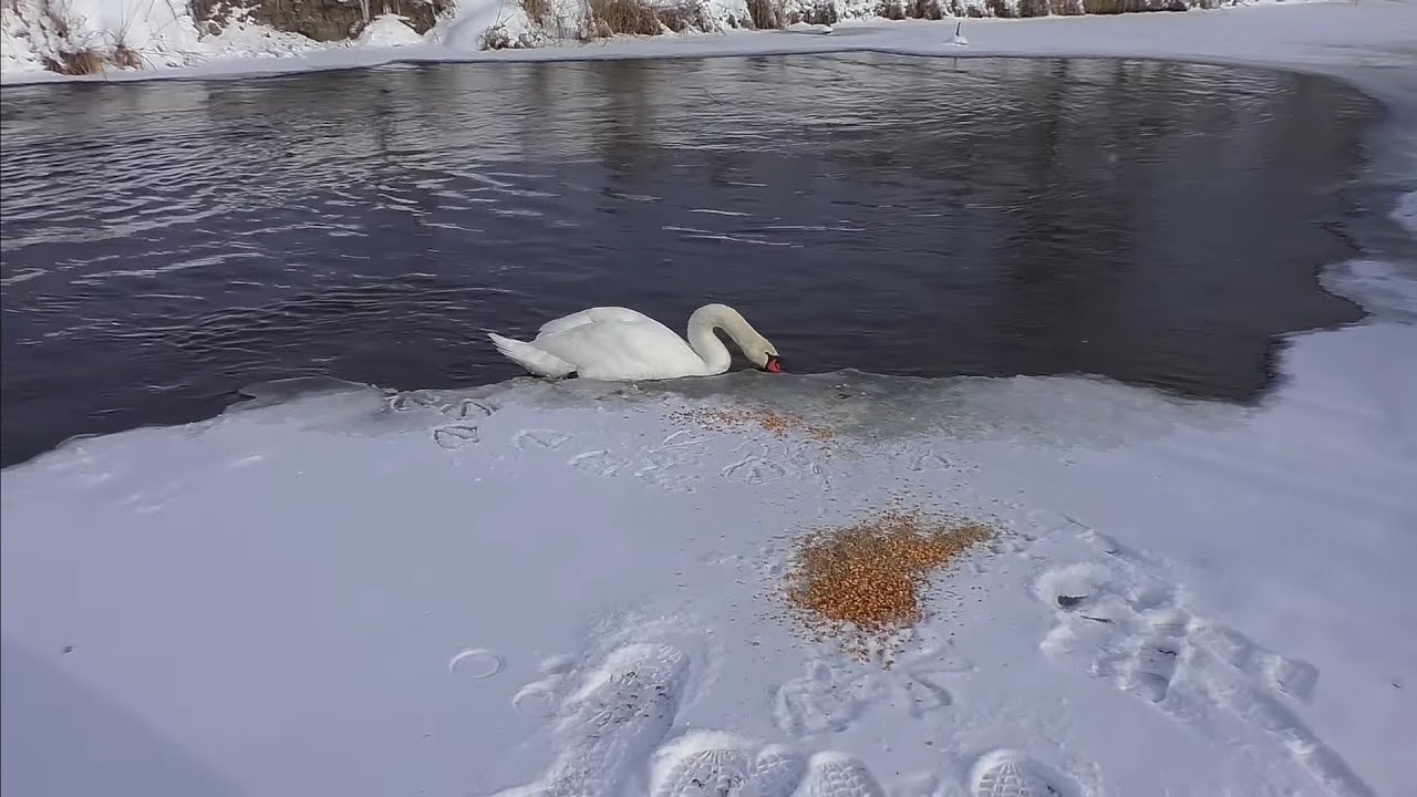НА ПАСЕКЕ ВЕСЕЛО И АЗАРТНО!