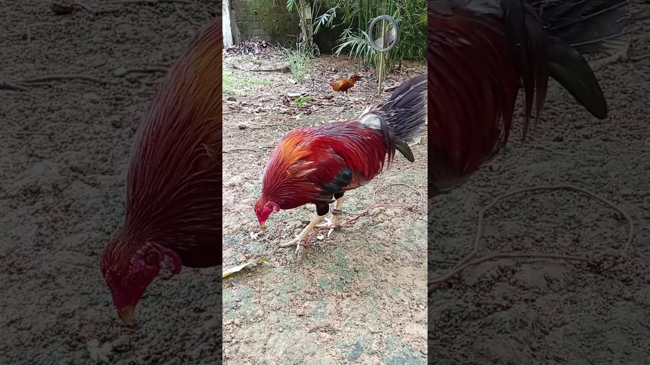 Red Kelso 4X winner derby & hack fight #games #rooster #roosterfarm #gamefowl #shorts #viral #video