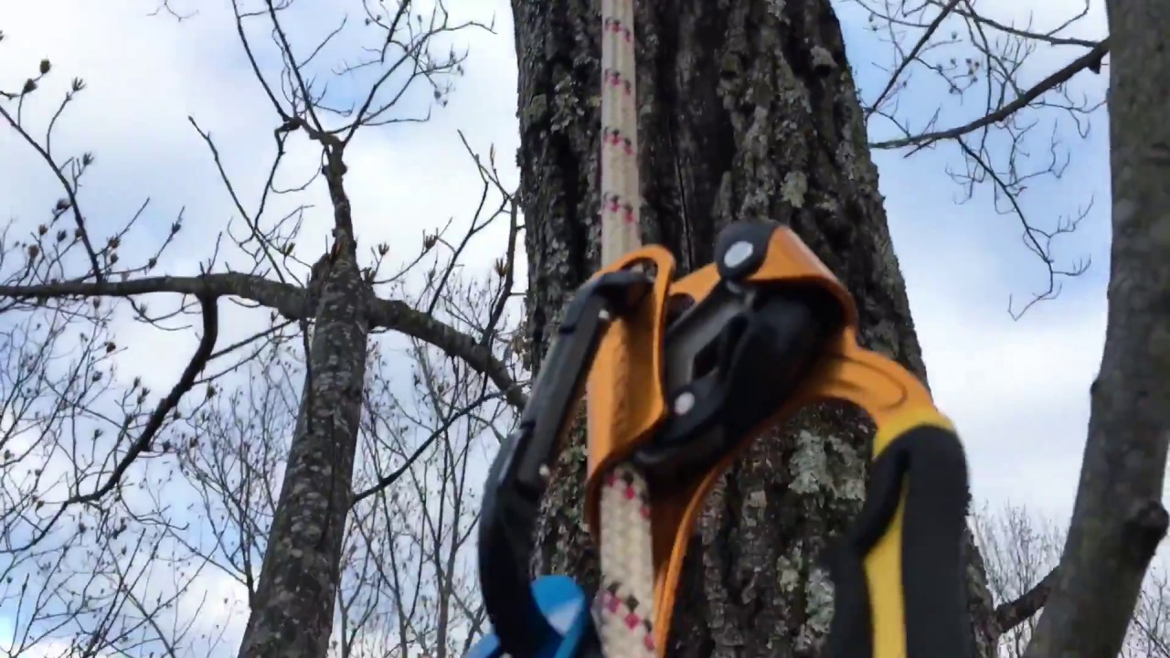 Tree Camping At 85'