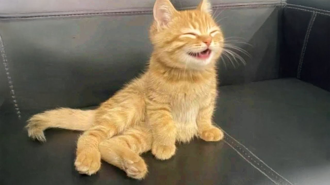 This Talking Cat Is Laughing at Everyone 😹🗣️