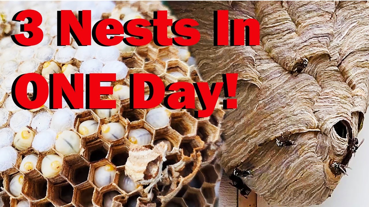 Removing 3 WASP Nests A DAY! Hornets and Yellow Jackets, Oh MY!