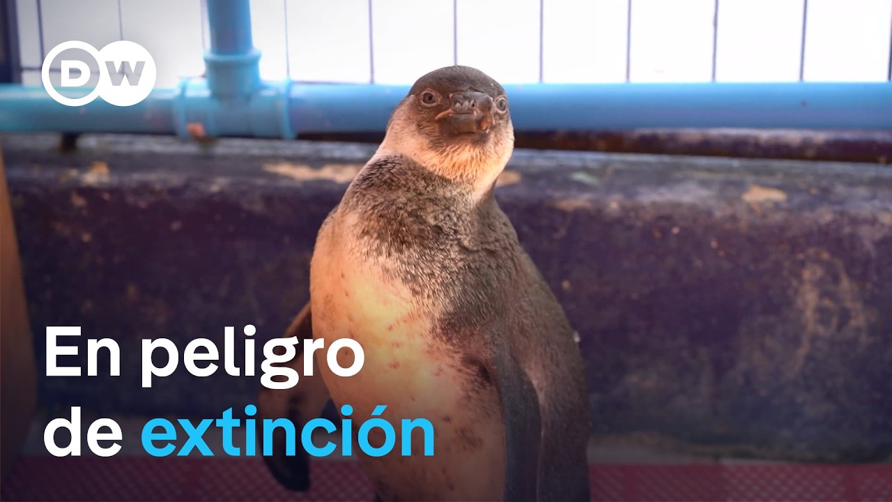 Pingüino de Humboldt, una especie amenazada