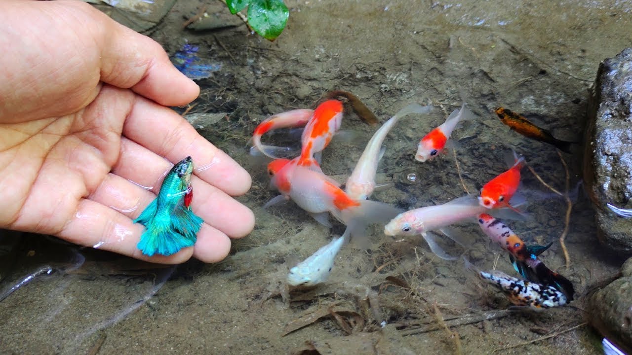 Menangkap Ikan Hias Warna-Warni di Kolam! Cantiknya Bikin Melongo 😱🐠