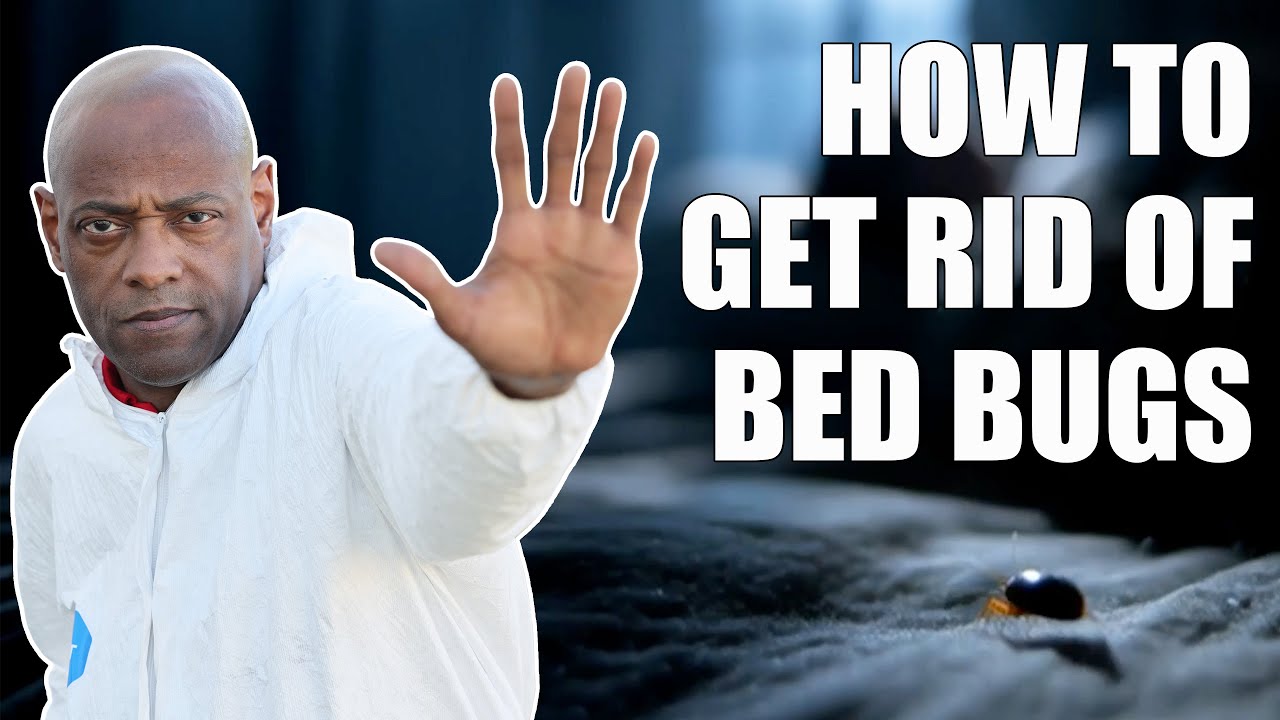 How to Get Rid of Bed Bugs The Professional Way 🛏️🪳