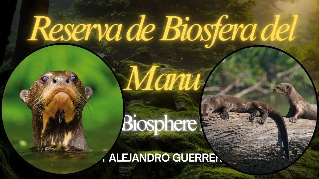 El lobo de río (Pteronura brasiliensis) Reserva de Biosfera del Manu