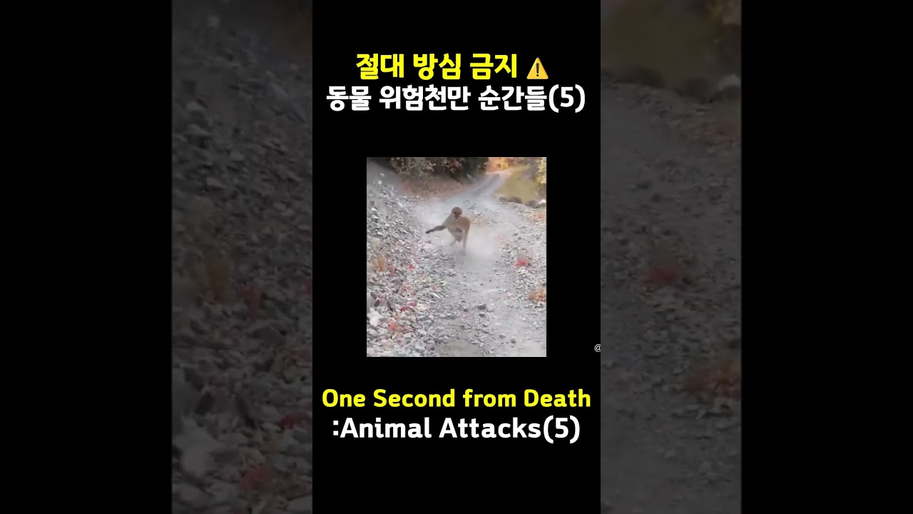 방심 금지 동물의 위험천만 순간 Near Death Animal Encounters 5 