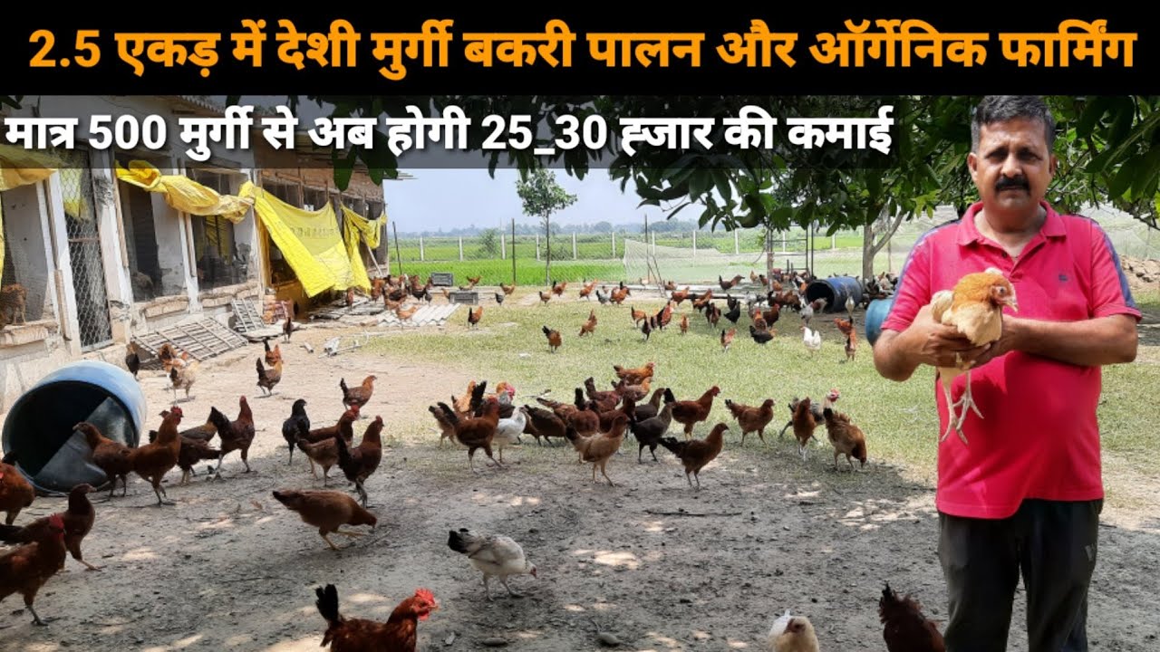 2.5 एकड़ में देशी मुर्गी बकरी पालन और ऑर्गेनिक खेती से लाखो की कमाई करते ये किसान #deshimurgipalan