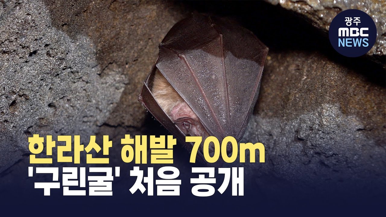 [제주] 한라산 해발 700m 용암동굴 '구린굴' 첫 공개 (뉴스투데이 2025.11.05 광주MBC)