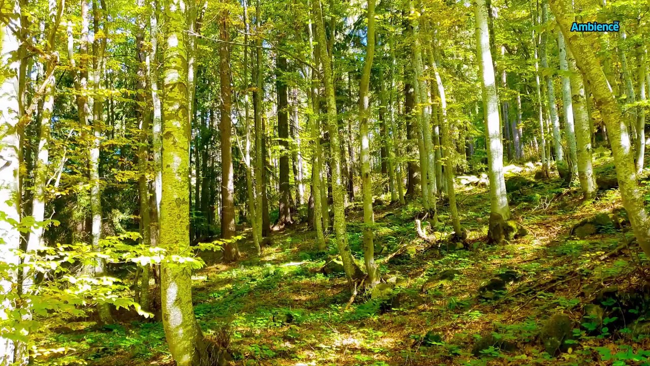 In Harmony with Pure Nature: Contemplation for Consciousness and the Soul FHD 24/7