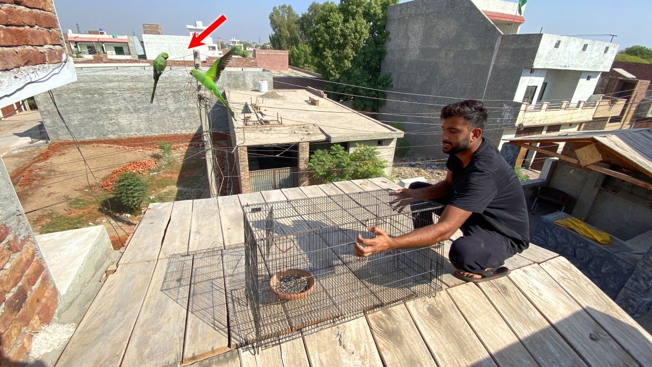 Hmare Ghr Aj Green Parrots Aiy 😍