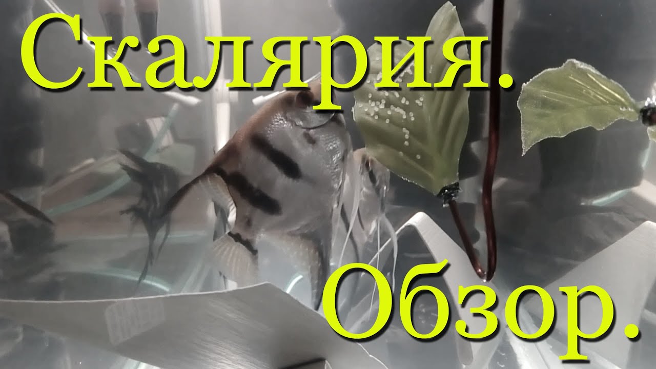 Скалярия. Обзор: содержание, разведение, половые отличия (различия).