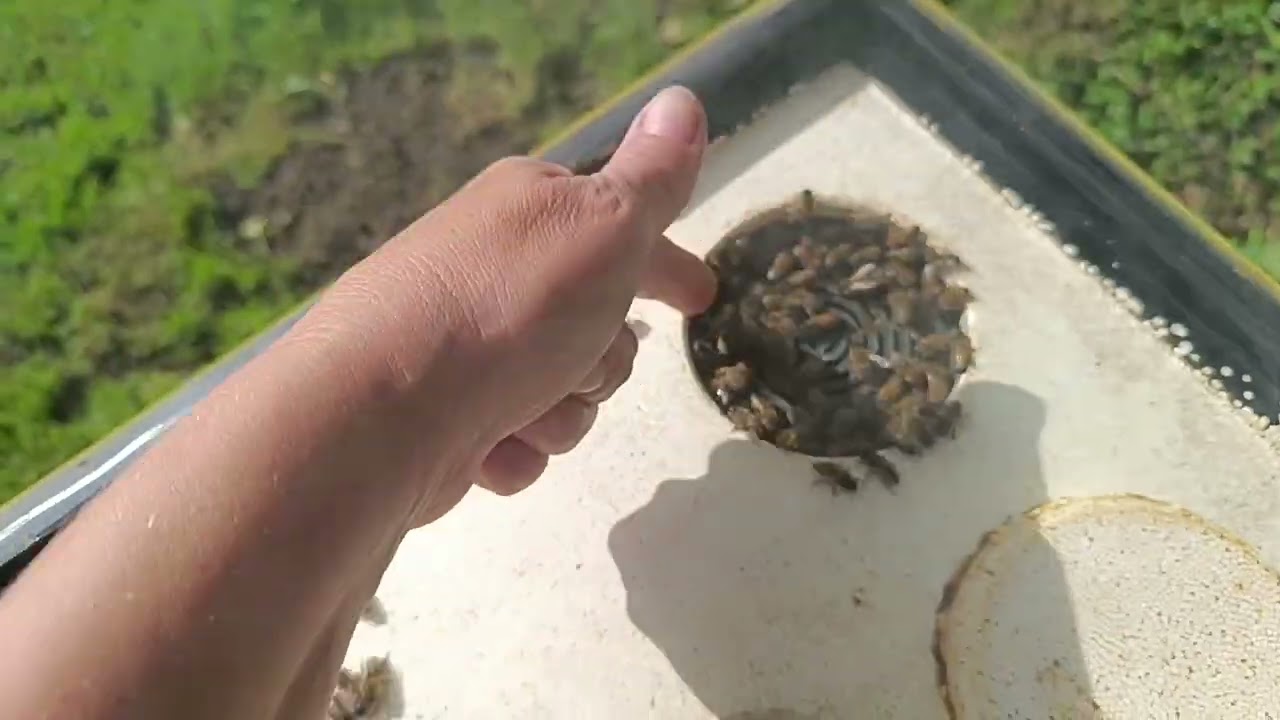 Wentylacja w ulu ,czas zimowli