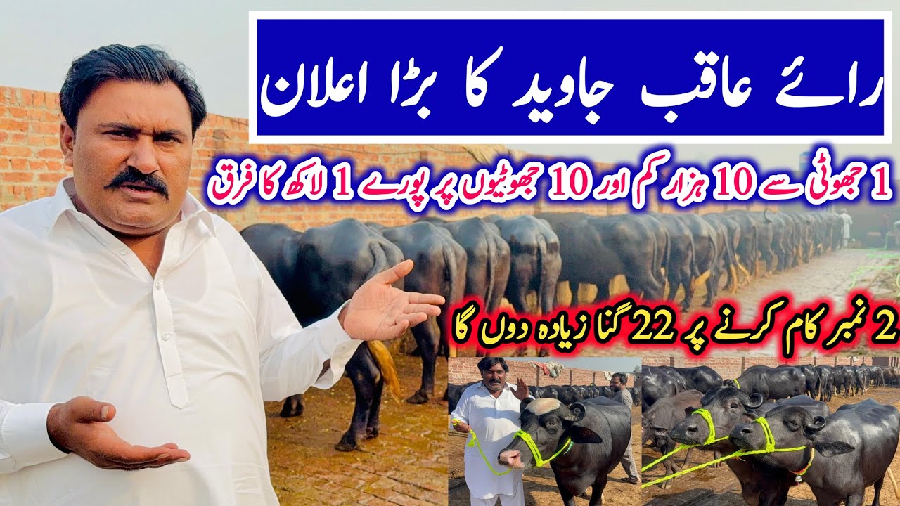 Самая большая ферма по разведению буйволов породы мурра в Нанкане || Беременные буйволицы породы ...