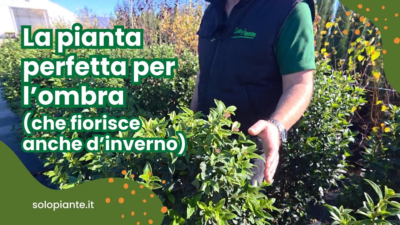 Viburnum tinus: la pianta ideale per l&rsquo;ombra! 🌿 Fiorisce anche d&rsquo;inverno
