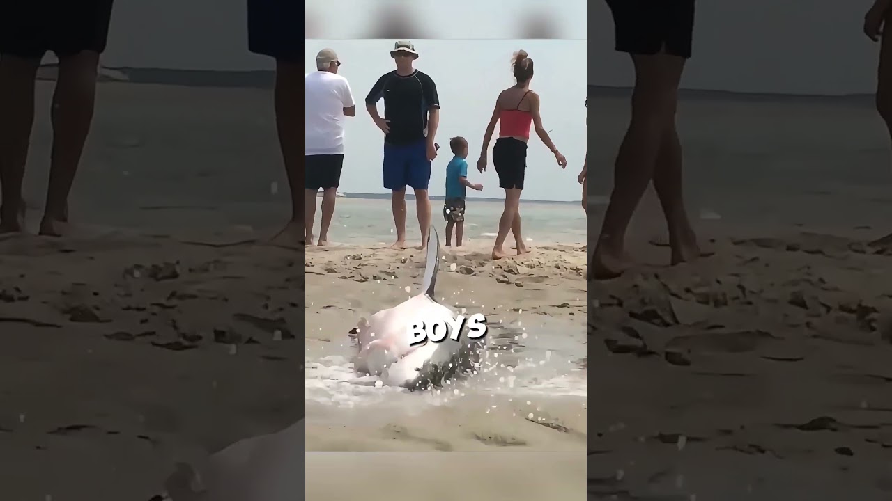 Эта большая белая акула искала помощи у туристов 🥹 