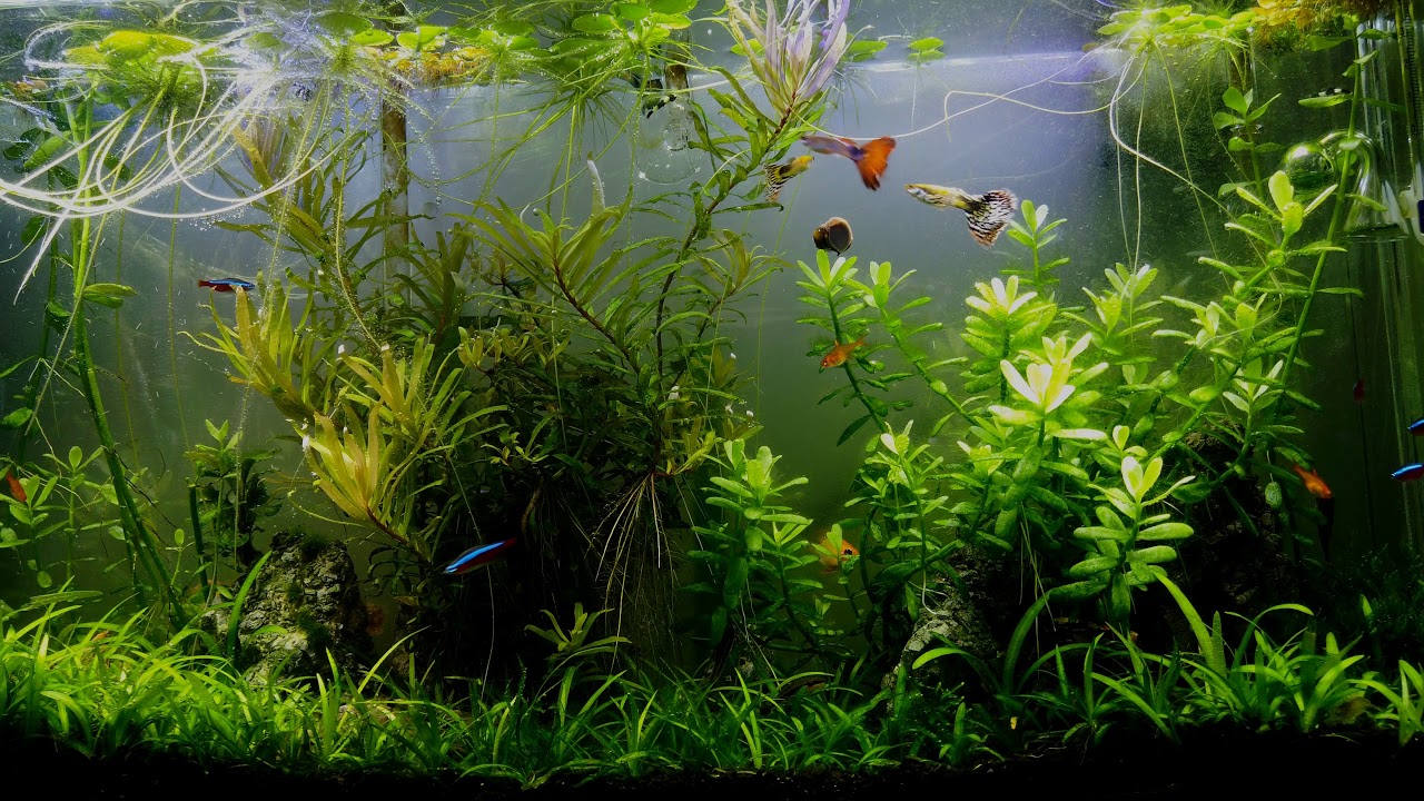 30 MINUTES OF BEAUTIFUL FRESHWATER AQUARIUM with Lofi Hip Hop.Jazzhop.Chillhop Mix [4K]