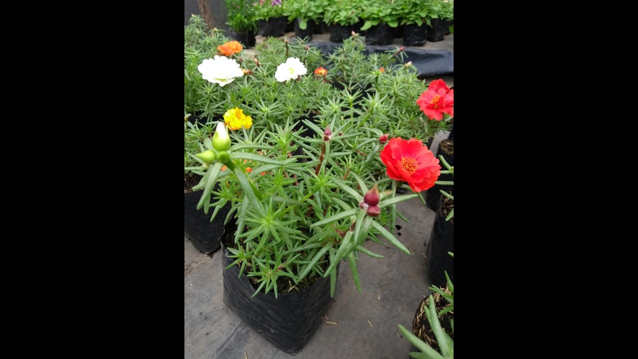 ¿PORQUÉ NO FLORECE MI PLANTA DE PORTULACA?