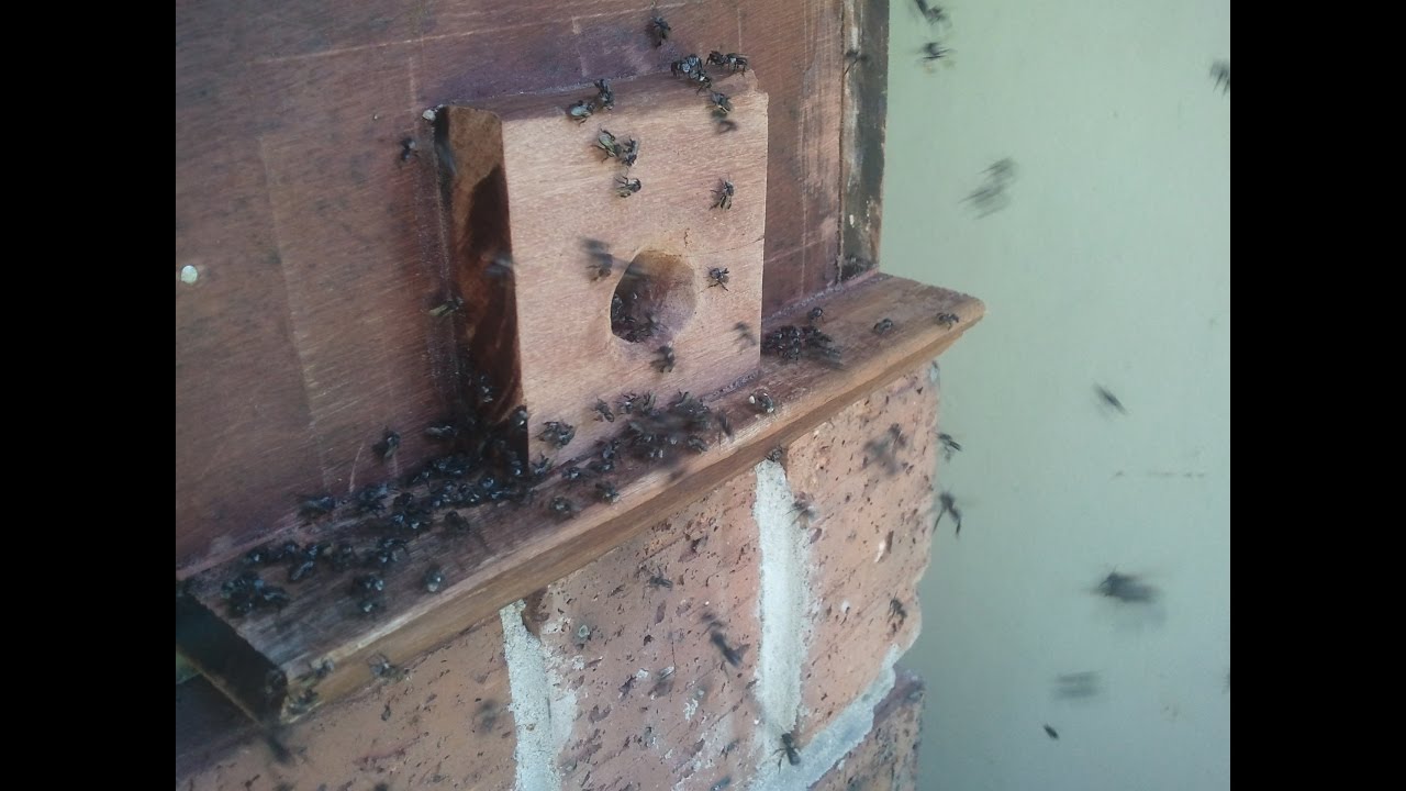 North Queensland Native Stingless Bees - Capture A Swarm Part 4