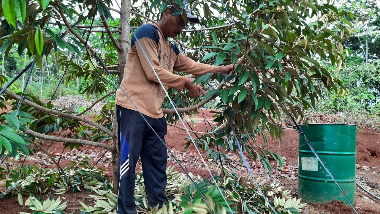 Cara pemangkasan/pruning Pohon Durian agar Batang dan Ranting kokoh Besar cepat Berbuah.