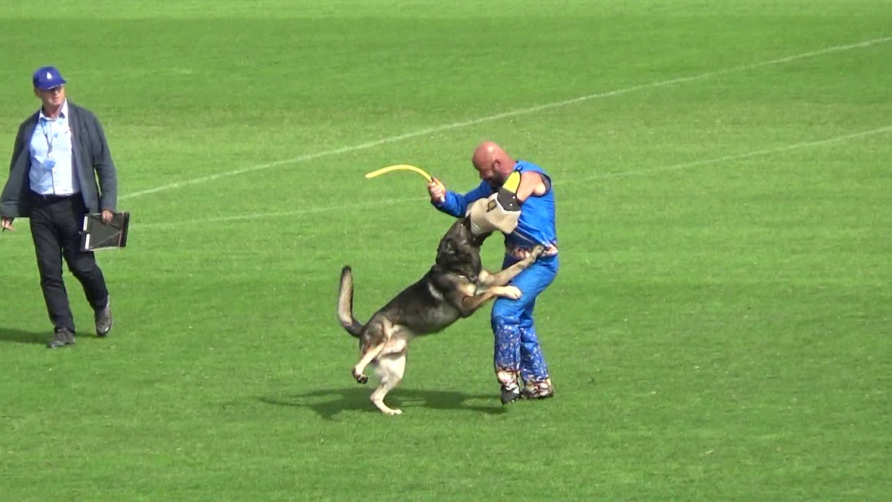 2019 WUSV WM in Modena 2 AUT‐2 THOMAS WÖGINGER-BORDY BLENDY С97