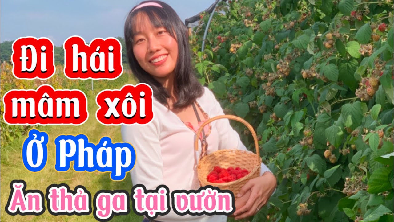 #7 Đi hái và ăn trái mâm xôi thả ga tại vườn trái cây ở Alsace - ngắm ruộng nho - làng quê ở Pháp