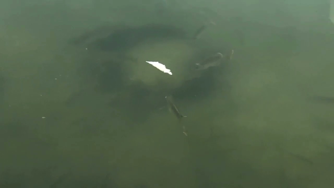 Monster pike at Carr Mill Dam