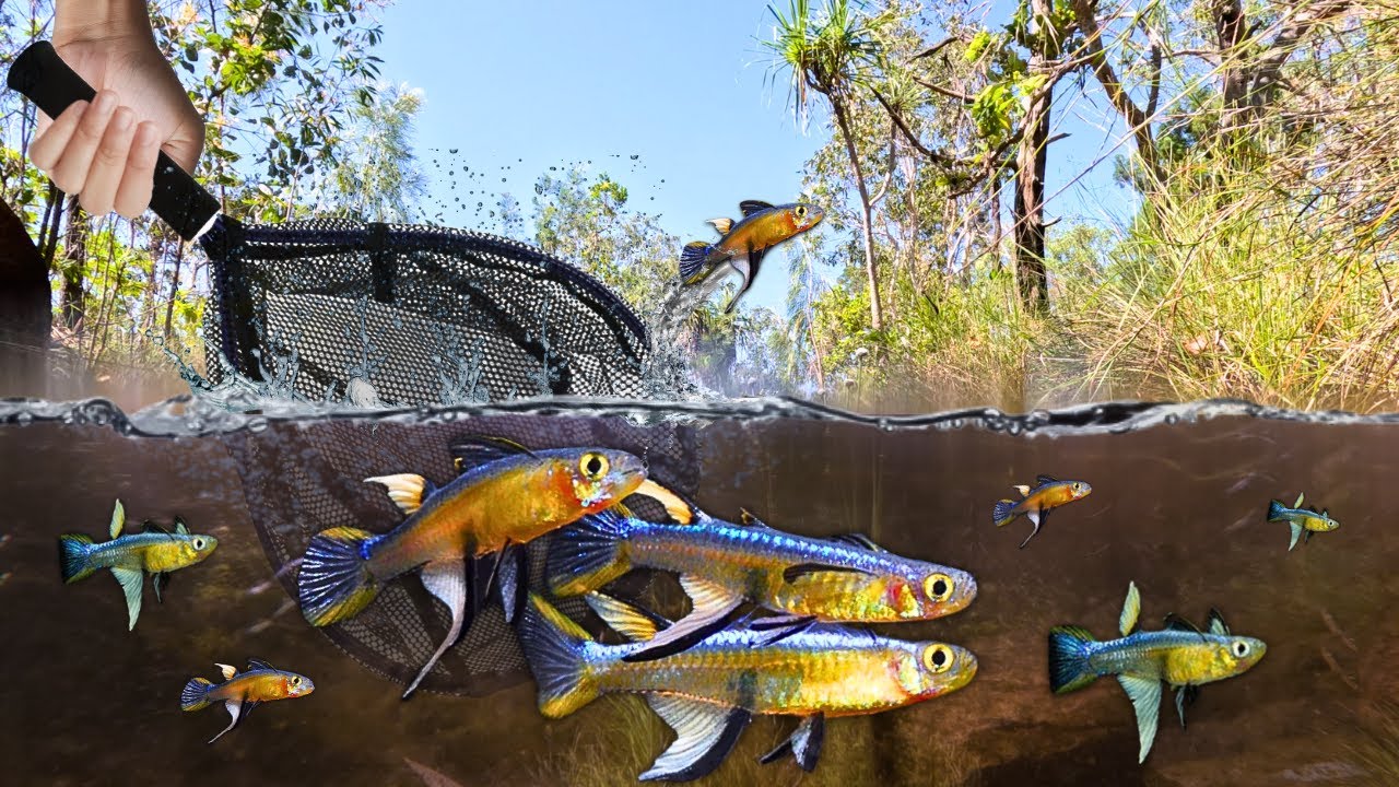 Catching Wild Blue Eyes in the Northern Territory!