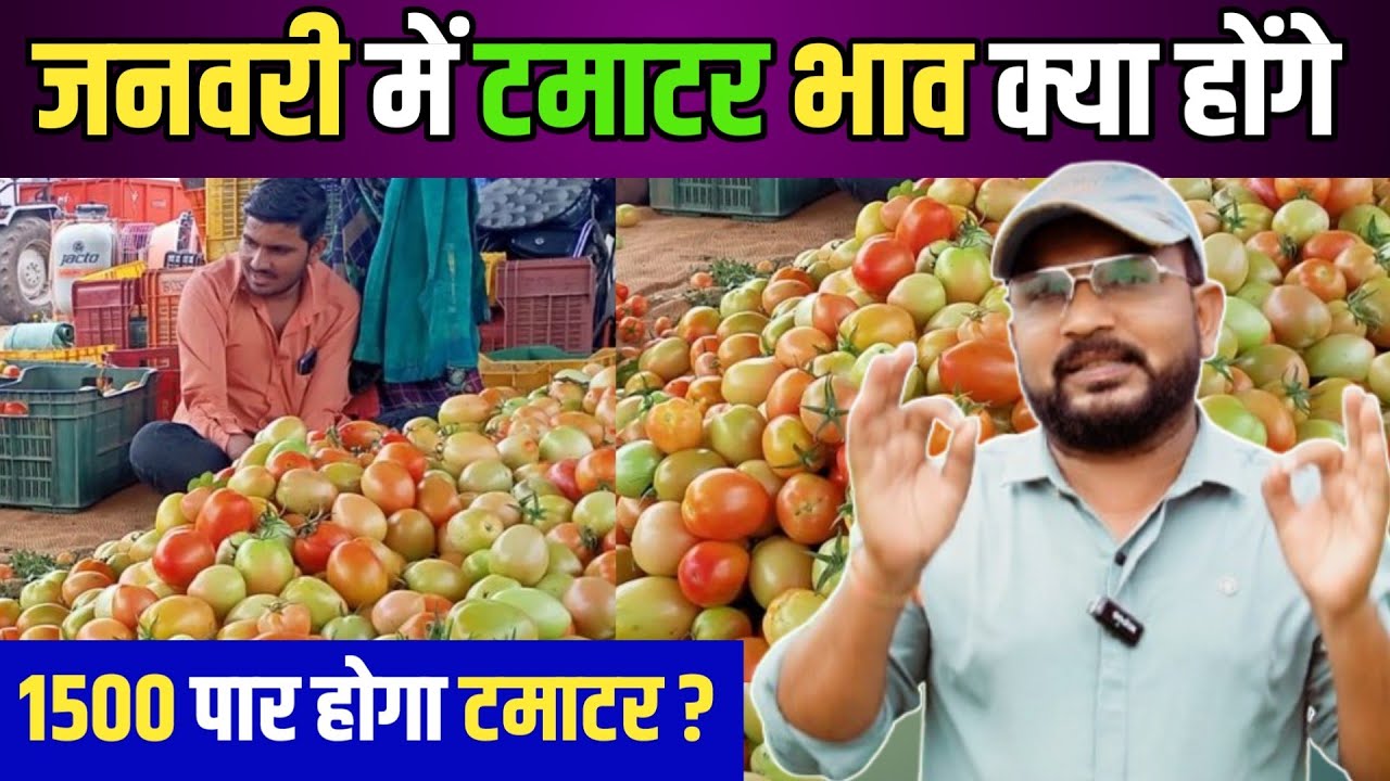जनवरी में टमाटर भाव क्या होंगे  || Tomato 🍅 Price Today || Tamatar Bhav 