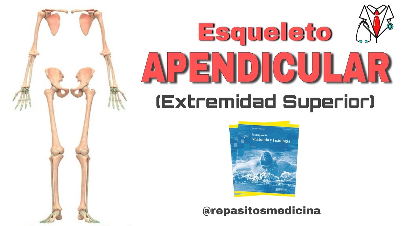 Esqueleto Apendicular - Cap&iacute;tulo 8 (Tortora Derrickson)