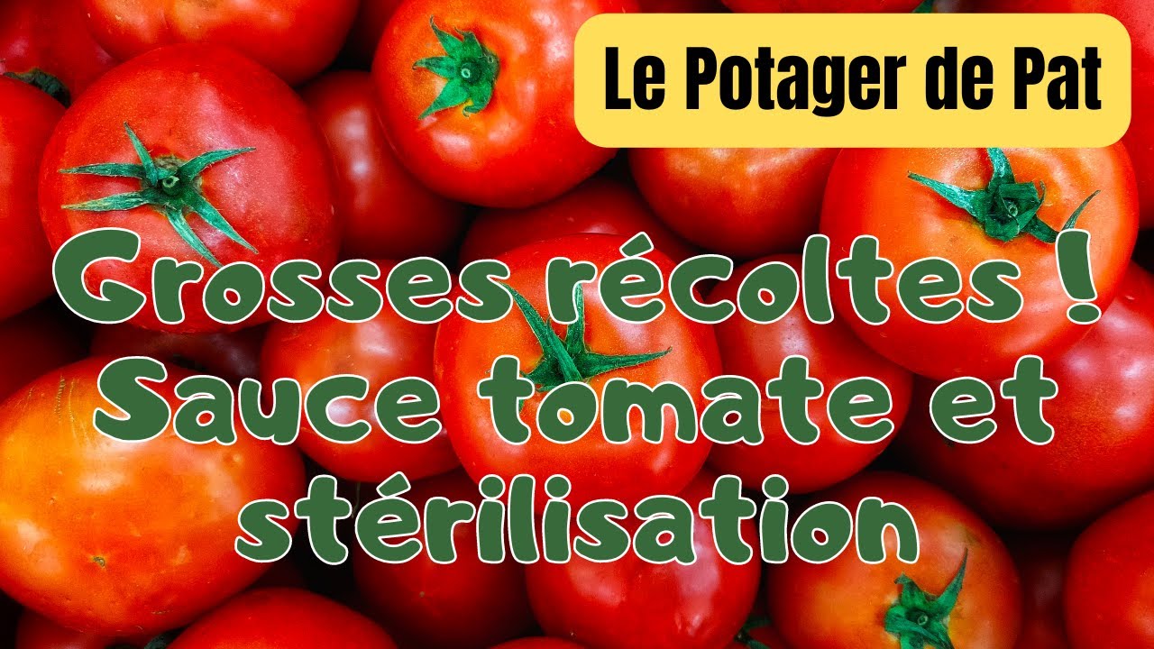 Recette de cuisine : Sauce tomate maison après une grosse récolte au potager et stérilisation