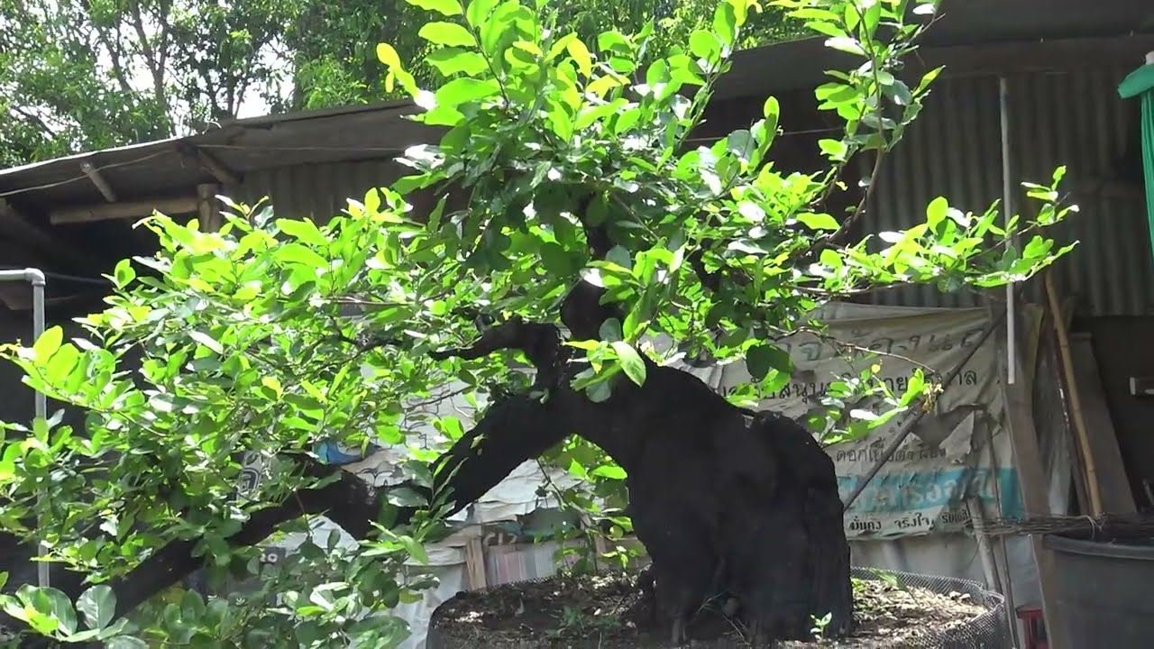 พาชมบอนไซขนาดใหญ่ 2