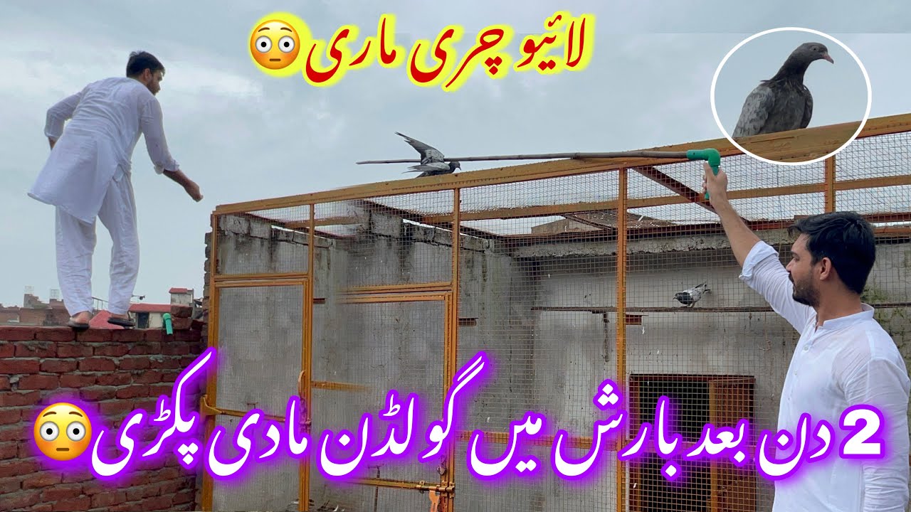 Barish mai live Chirimari 😳 Ruli hoi madi pakri 😍