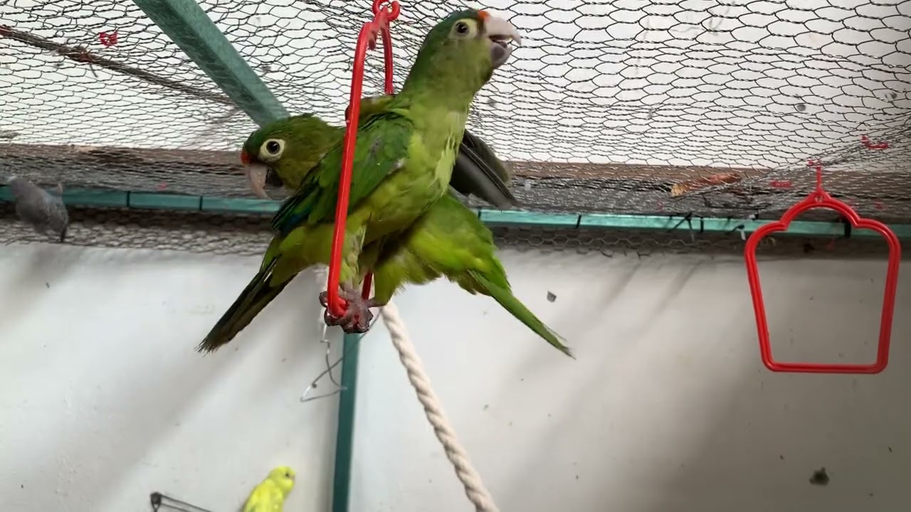 Pareja de PERICO FRENTE NARANJA