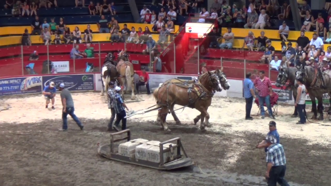 Tire de chevaux lourd 2018-1