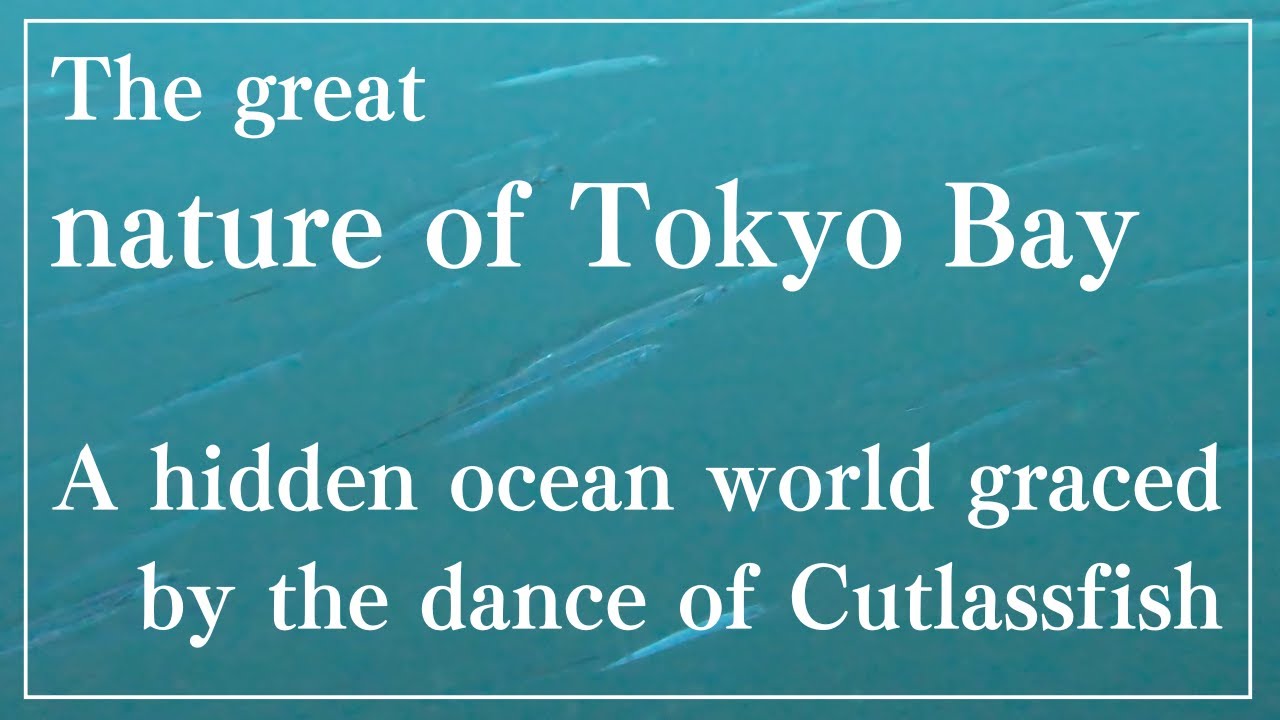 【水中動画】silver ballet of cutlassfish海中世界 2025年6月1日 東京湾の大自然 何も考えずに観たい癒しの水中映像タチウオ