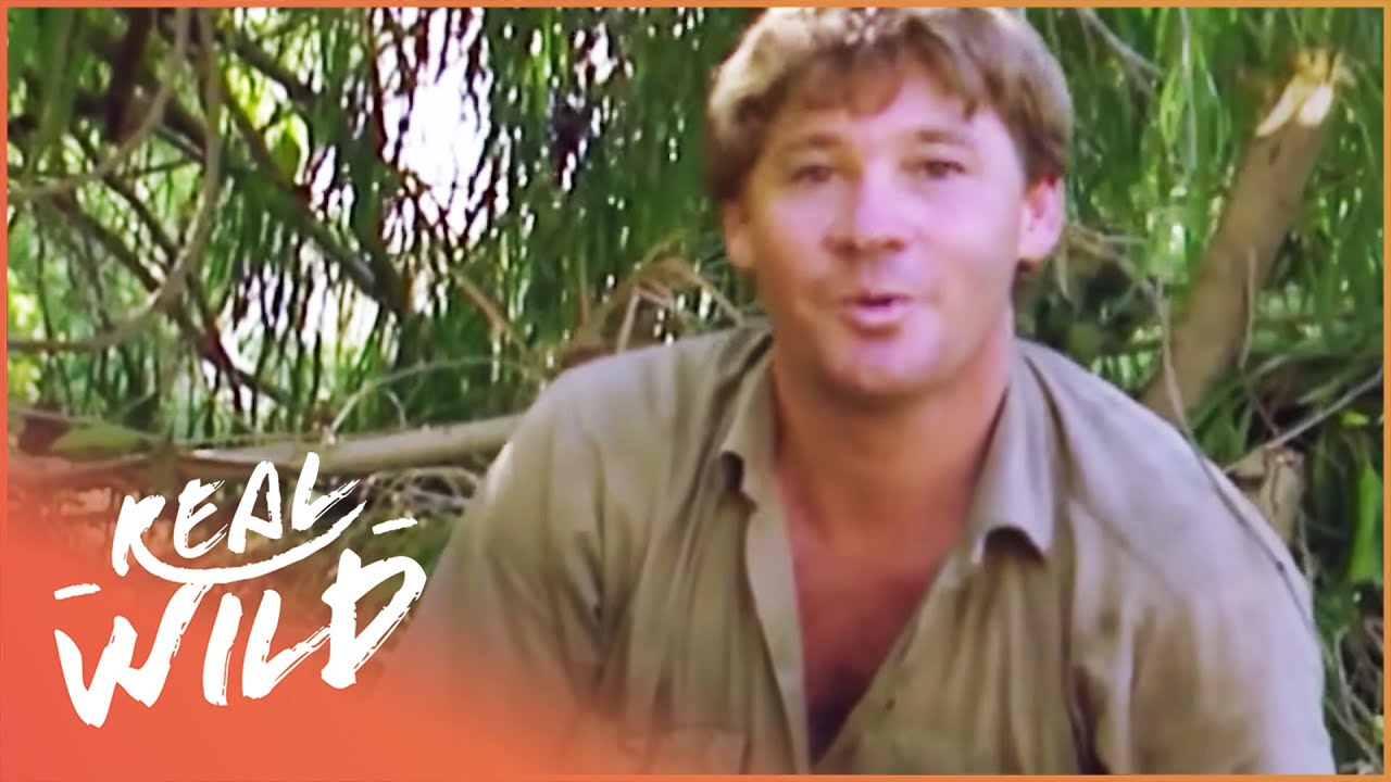 Steve Irwin Catches A Crocodile In Epic Battle