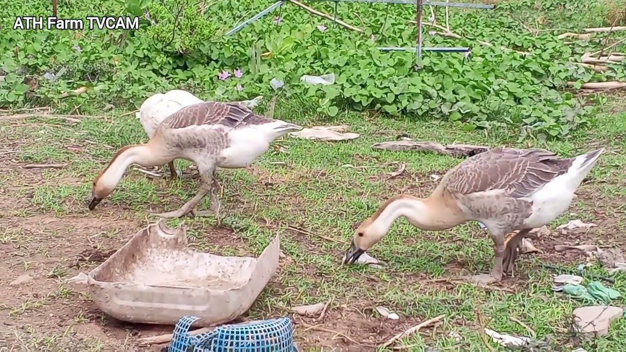 Watch Geese Find Food and Lay Eggs on Farm